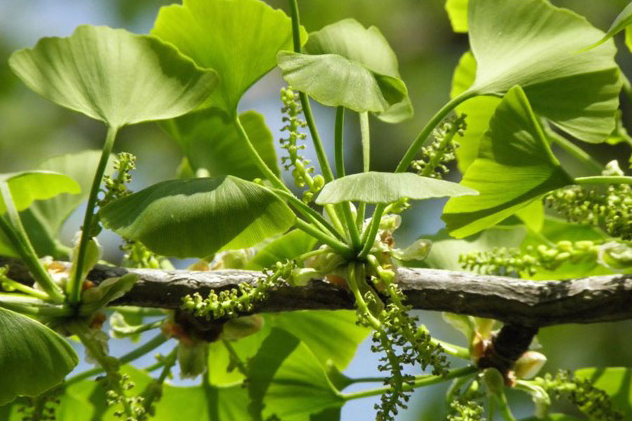 Picture of Ginkgo Biloba Herb, One of best vitamins for gamers.